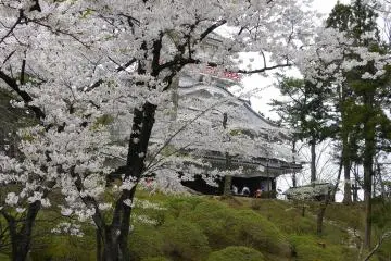 Kubota Castle during sakura season (Photo: <a href="https://commons.wikimedia.org/wiki/File:Kubota-jo_Sakura.JPG" target="_blank" rel="noreferrer noopener nofollow">アラツク</a> / <a href="https://creativecommons.org/licenses/by-sa/4.0/deed.en" target="_blank" rel="noreferrer noopener nofollow">CC BY-SA 4.0</a>)