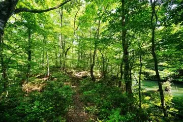 The untouched beech forest feels much more chill than Kyoto's packed to the rafters bamboo forest! (Photo: <a href="https://www.flickr.com/photos/14581164@N00/36575819741/" target="_blank" rel="noreferrer noopener nofollow">lin Judy(快樂雲)</a> / <a href="https://creativecommons.org/licenses/by-nc-nd/2.0/" target="_blank" rel="noreferrer noopener nofollow">CC BY-NC-ND 2.0</a>)