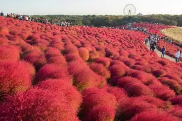 Photo: <a href="https://commons.wikimedia.org/wiki/File:Miharashino_Oka_%28Hitachi_Seaside_Park%29_40.jpg" target="_blank" rel="noreferrer noopener nofollow">Σ64</a> / <a href="https://creativecommons.org/licenses/by/4.0/" target="_blank" rel="noreferrer noopener nofollow">CC BY 4.0</a>