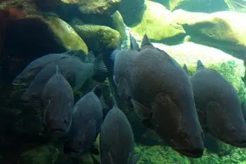 Red eye fish
