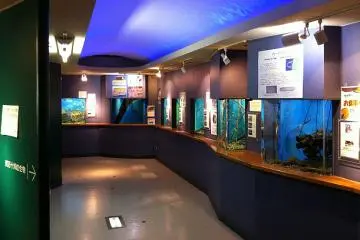 Small tank gallery