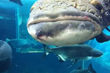 Amazonian fish