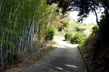 Bamboo, citrus and forest