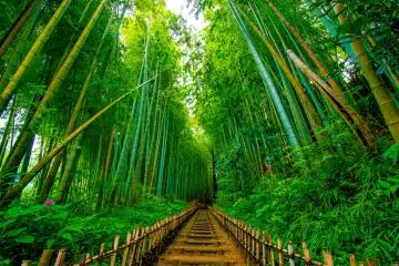 Hiyodorizaka’s path