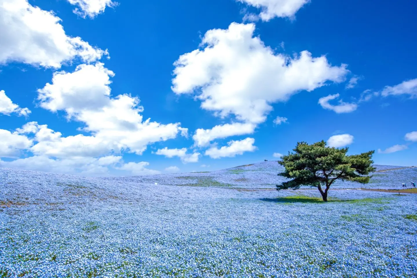 Hitachi Seaside Park’s fields of blue nemophila