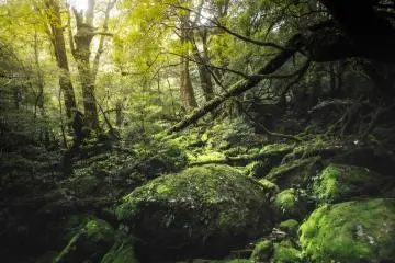 Yakushima's forest is every bit the romantasy trend (Photo: <a href="https://unsplash.com/photos/a-lush-green-forest-filled-with-lots-of-trees-cUTD6TA76sw" target="_blank" rel="noreferrer noopener nofollow">Marek Piwnicki</a> / Unsplash)