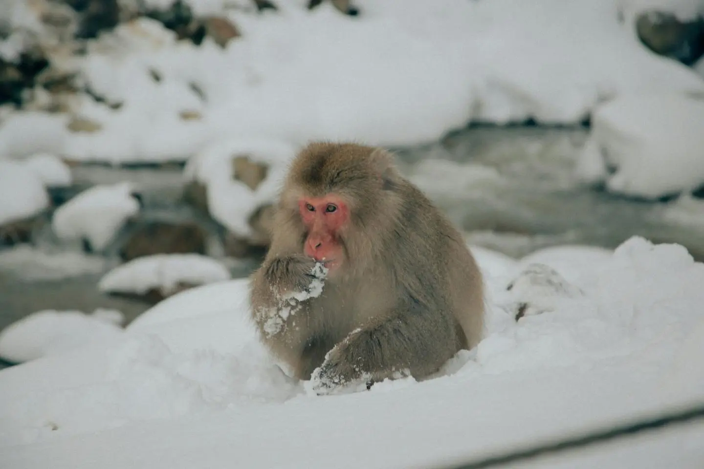 Convinced that the snow monkeys also give Japan's winter a 10 out of 10 (저작권: Chloe Evans / Unsplash)