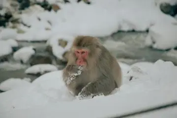 Convinced that the snow monkeys also give Japan's winter a 10 out of 10