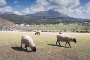 Sheep grazing at Takachiho Farm