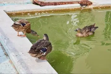 The hotel’s duck visitors
