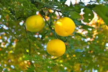 Hinokage Town Yuzu Festival 2025