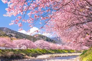Kawazu-zakura 