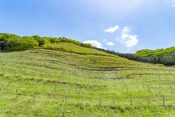 The hillside vineyards around Coco Farm & Winery are a fascinating sight.