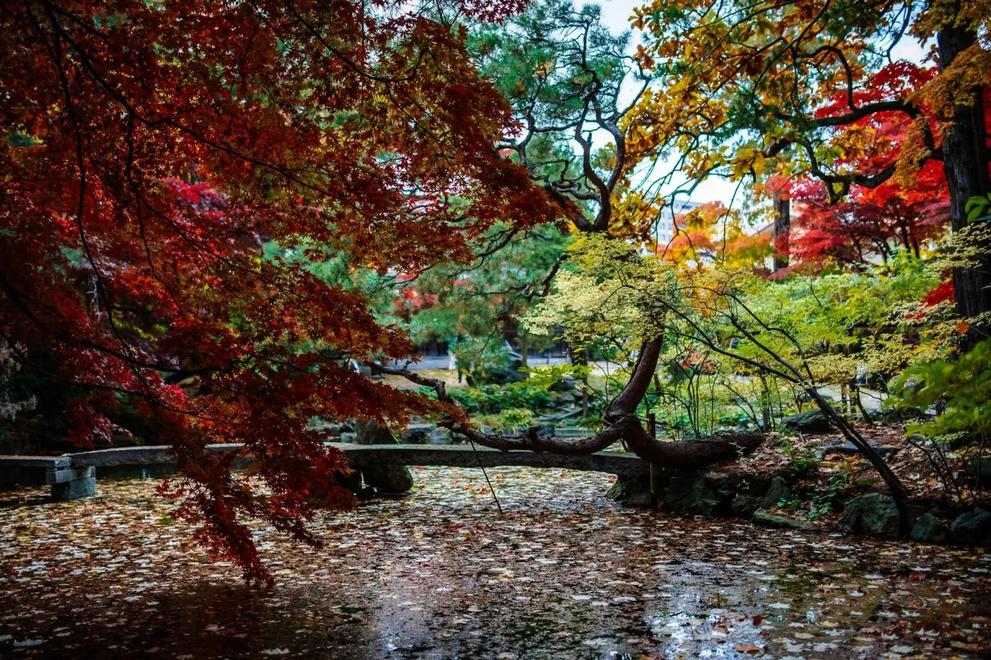 Vibrant colors over the pond (Photo: Todd Fong)