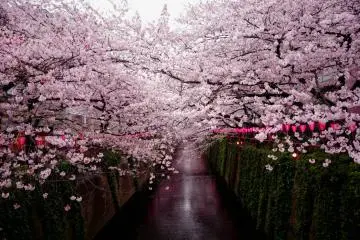 Photo: <a href="https://unsplash.com/photos/pathway-between-cherry-blossom-trees-7viWpO0fNss" target="_blank" rel="noreferrer noopener nofollow">Crystal Kay</a> / Unsplash