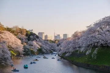 Photo: <a href="https://unsplash.com/photos/white-sakura-tree-I71UerLsN-k" target="_blank" rel="noreferrer noopener nofollow">Yu Kato</a> / Unsplash