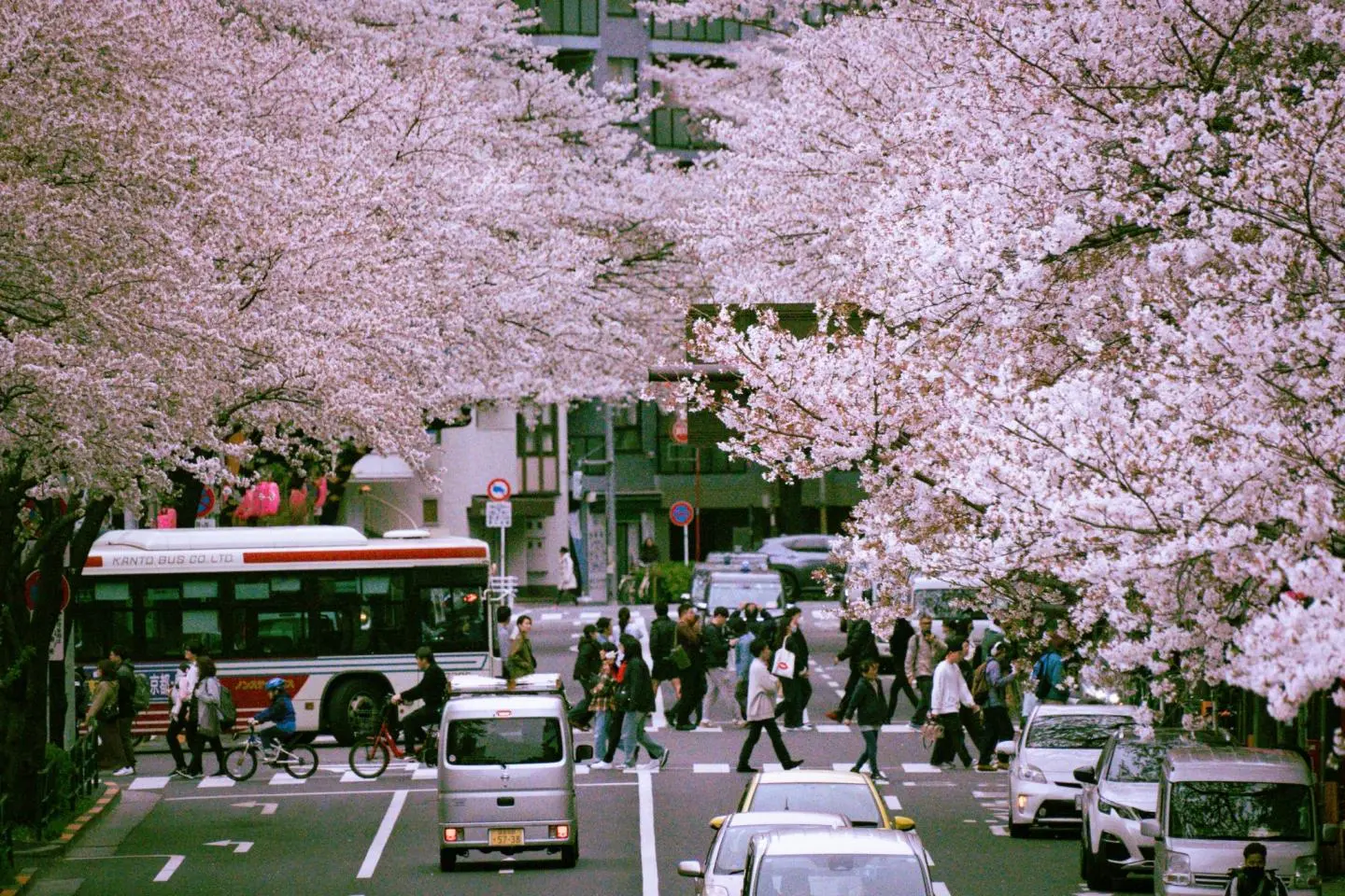 Sakura season in Nakano is pretty magical, too! (Photo: Huang Lin / Unsplash)