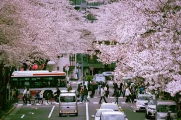 Sakura season in Nakano is pretty magical, too!