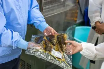 Seared pickled mackerel being shown (Photo: Fabien Recoquille)