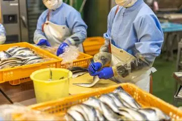 Seafood processed at the Marunushi Factory (Photo: Fabien Recoquille)