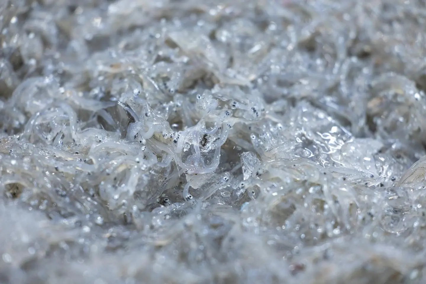 Shirasu, fraîchement pêché (Photo: Fabien Recoquille)