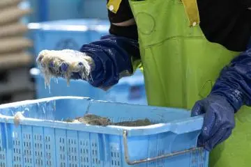 Examen de la pêche du jour