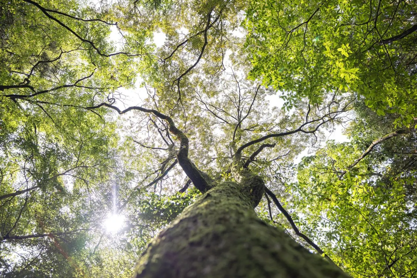 Contempler de la canopée dans les gorges d'Hanazono (Photo: Fabien Recoquille)