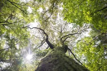 Contempler de la canopée dans les gorges d'Hanazono