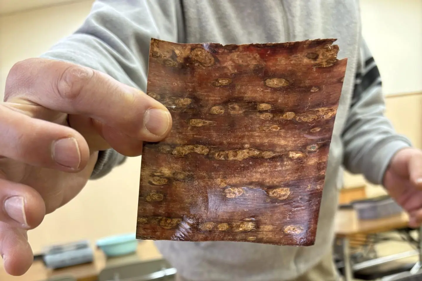 Kabazaiku experience at Kakunodate Cherry Bark Woodcraft Museum