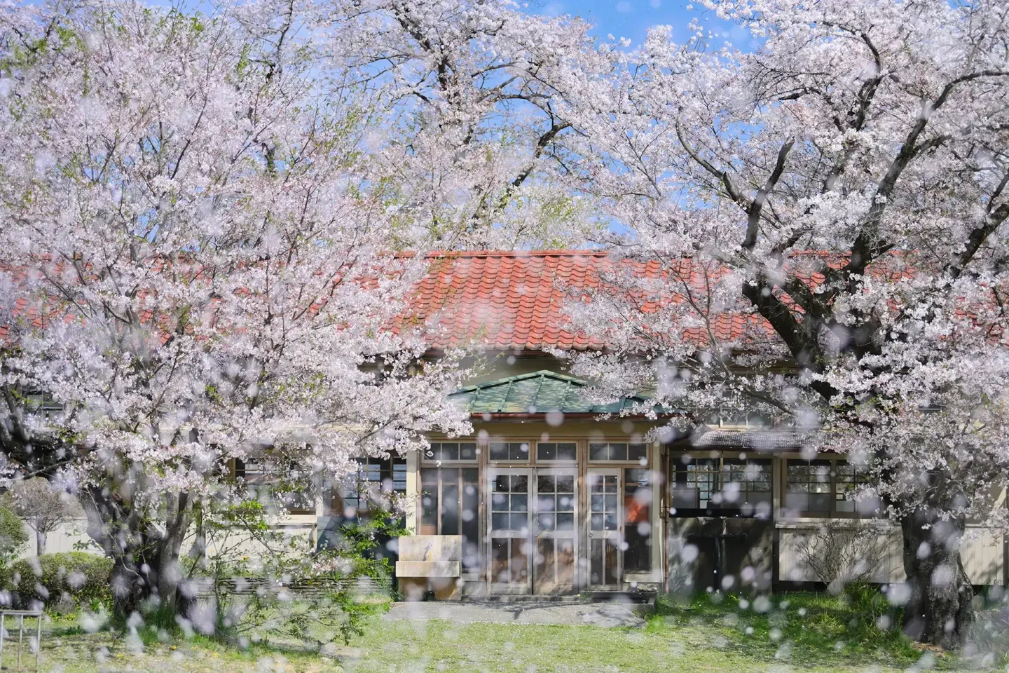 tokyo-takeshi-fukazawa-cherry-