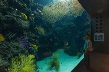 Poissons nageant à Aquamarine Fukushima (Leslie Taylor)