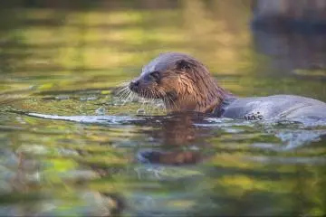 Repas des loutres à Aquamarine Fukushima (Leslie Taylor)