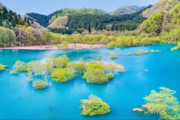 Tamagawa Submerged Forest