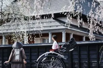 Cherry blossoms and rickshaws in Kakunodate's Samurai Residence Street