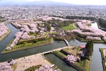 Goryokaku during cherry blossom season