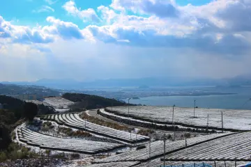 Terraced tea fields during winter 