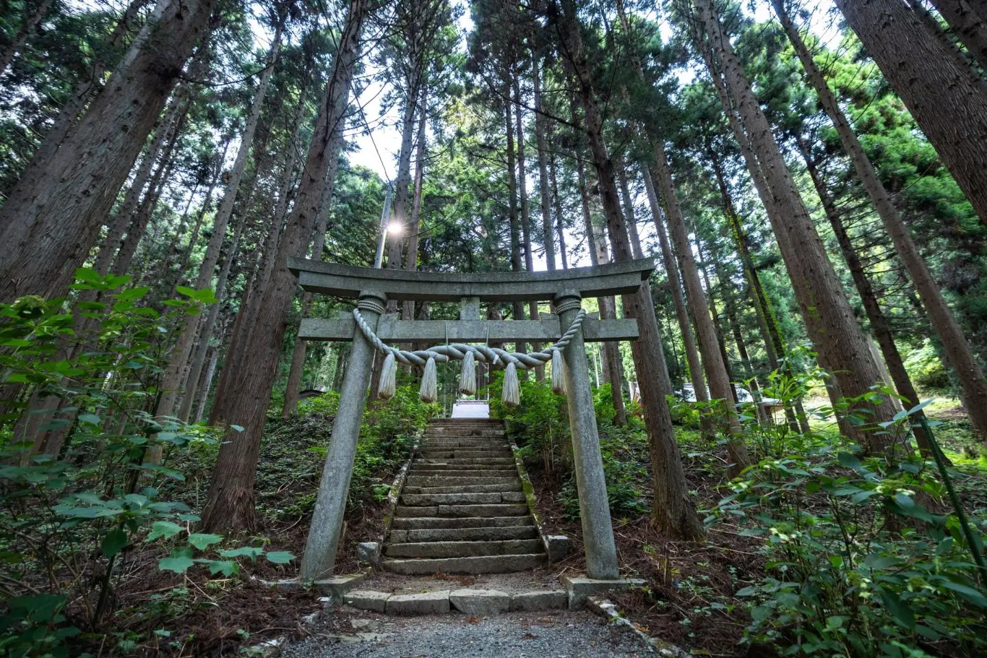 Un torii caché dans la forêt (Photo: Fabien Recoquille)