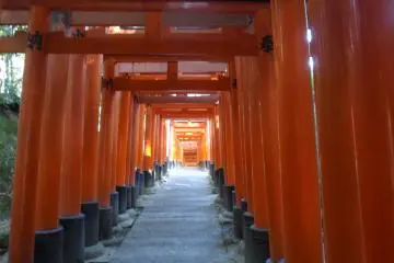 Corridors of orange meander up the hills (Photo: Matthew Shewchuk)