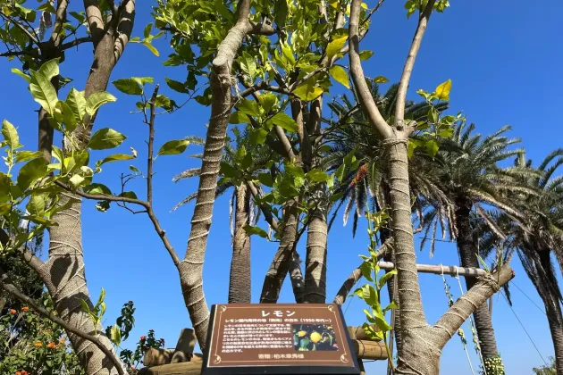 Hatsushima: Shizuoka's Lemon Island - Atami, Shizuoka - Japan Travel