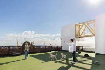 Rooftop dog park