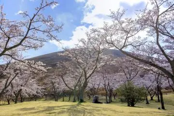 Sakura no Sato