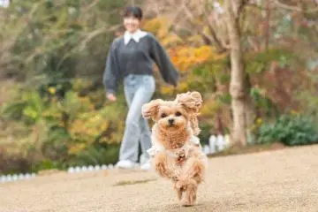 Dog park