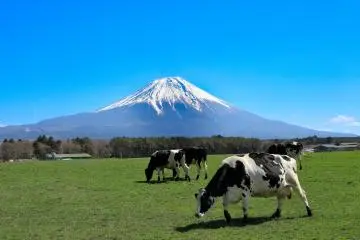 Izu Beef