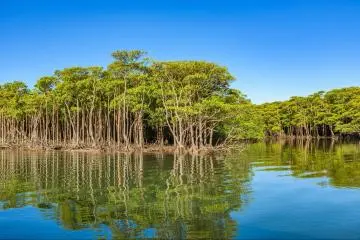 Iriomote Island
