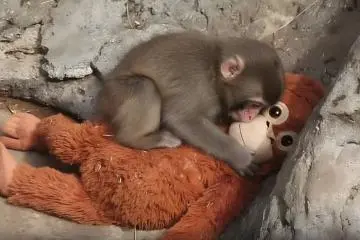 Punch the Monkey: Japan's Viral Baby Macaque