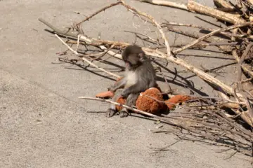 Punch sitting on his stuffed orangutan