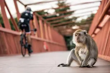 Macaque monkey sitting on a bridge