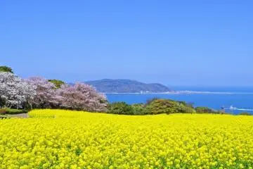 Nokonoshima Island