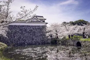 Blooming cherry blossoms at the Fukuoka Castle Ruins