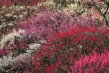 Ume (plum) blossoms at the Fukuoka Castle Ruins